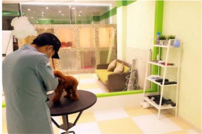 專業寵物服務，讓您的愛寵更健康快樂——記【寵物寶寶寵物店】