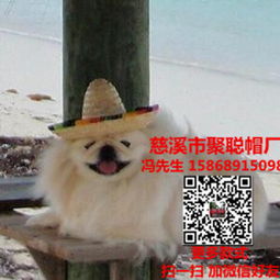 定制寵物帽，讓您的愛寵時尚又溫暖